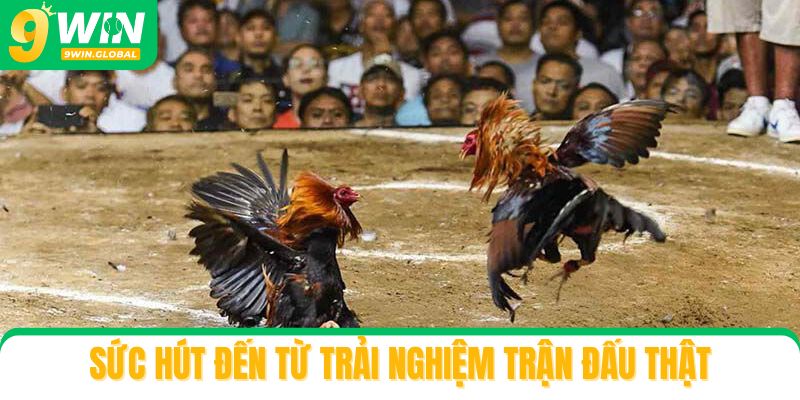 Đá gà 9win – Sức hút đến từ trải nghiệm trận đấu thật
