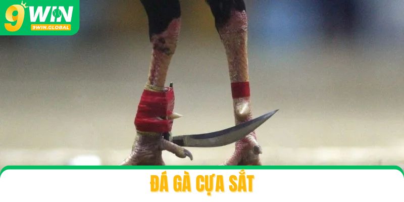 Khám Phá Sảnh Đá Gà Cựa Sắt: Kịch Tính Và Cực Cuốn Hút